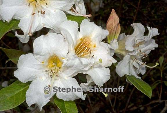 rhododendron johnstoneanum subsection maddenia 3 graphic